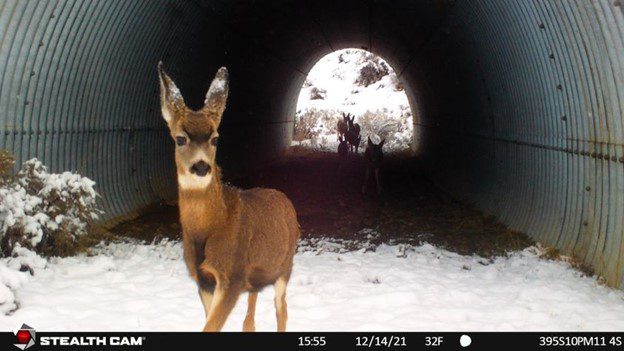 Wildlife undercrossings are one method of mitigating human-wildlife collisions. But more data is needed first. Photo courtesy Wildlands Network