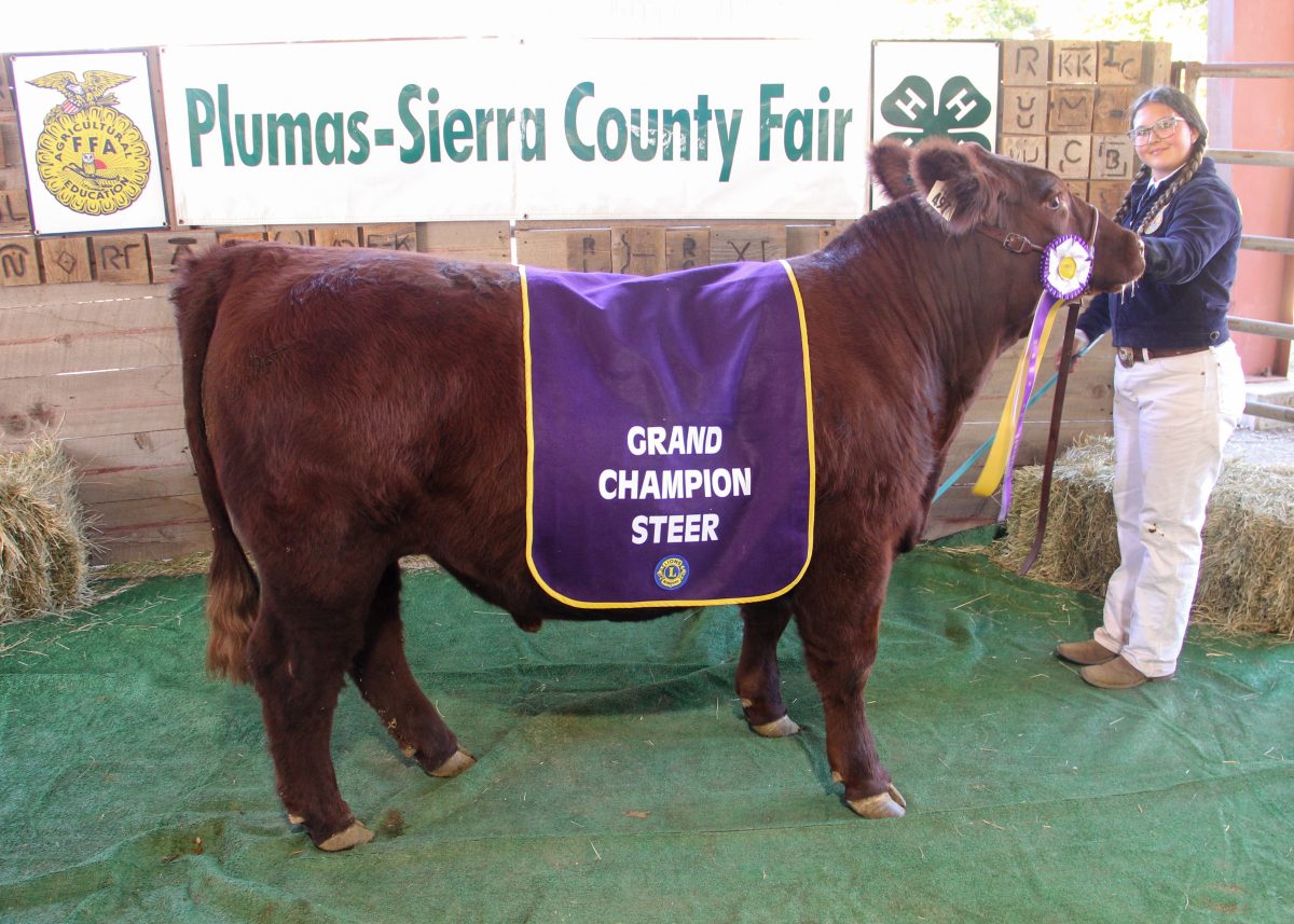Grand champion steer with Kanoa Caudle.