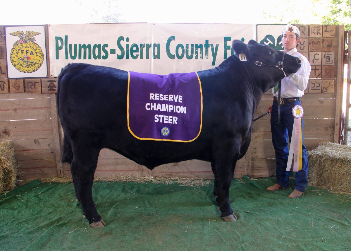 Reserve grand champion steer with Blaine Morgan.