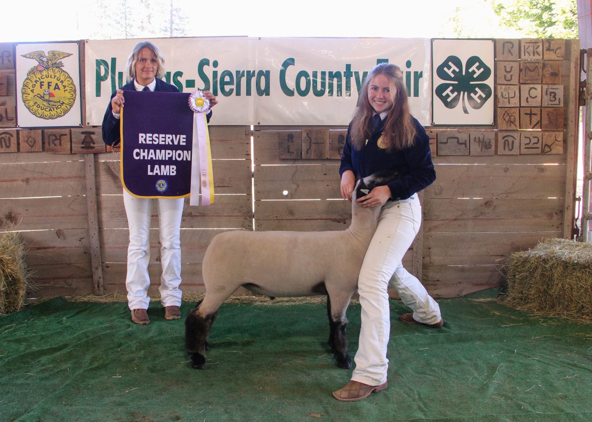 Reserve grand champion lamb with Faith Powers.