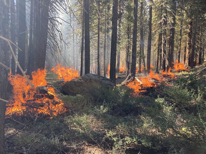 Piles burn on the La Porte RX–Grass Flat Project as part of Plumas National Forest's recent prescribed burn operations. Photo courtesy Plumas National Forest