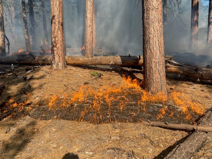 A test fire is successful in the Butterfly Valley Prescribed Burn area Oct. 6. Photos courtesy Plumas National Forest