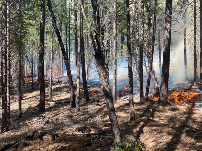 Plumas National Forest conducts prescribed burning near Butterfly Valley. Photo courtesy Plumas National Forest