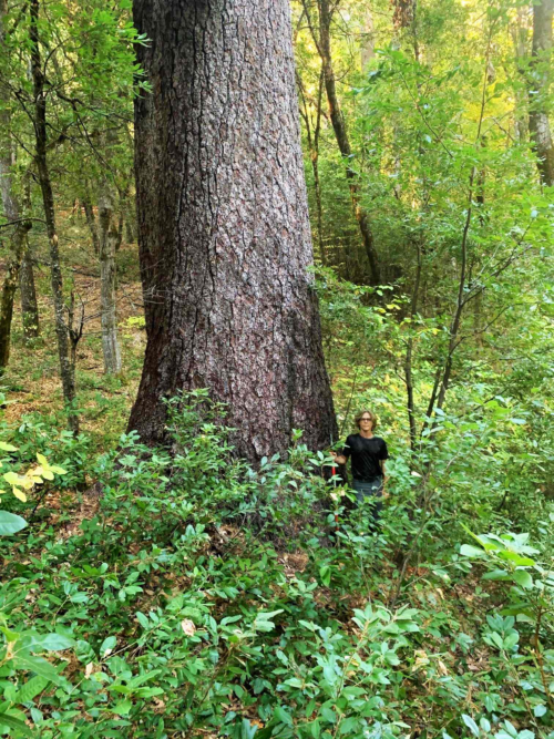 Old-growth forest near Strawberry Valley provides the topic of an upcoming tour. Photo courtesy Feather River Action!