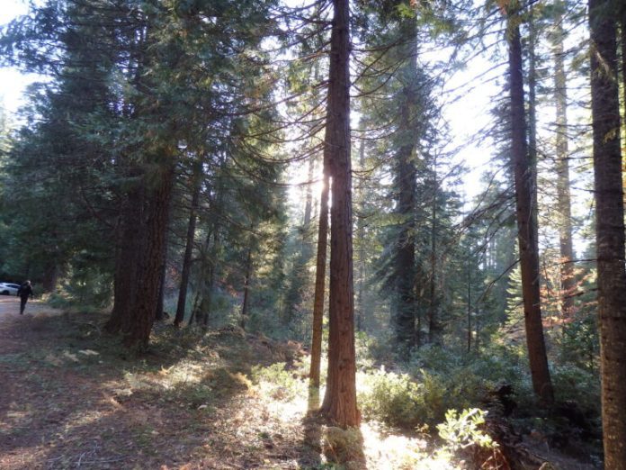Plumas Forest Project, John Muir Project, and Feather River Action! have jointly filed a federal lawsuit against the U.S. Forest Service. Photo courtesy Feather River Action!