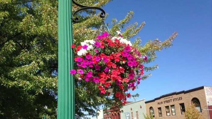A basket of petunias adds a pop of color in downtown Quincy. Efforts are underway for this year's flower basket project. Photo courtesy Quincy Chamber of Commerce